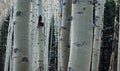 Beautiful winter scenery with aspen tree trunks in powder snow Royalty Free Stock Photo