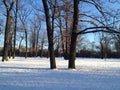 Beautiful Winter Scenery in Berlin Park Hasenheide with Snow Covered Ground, Trees, Blue Sky and Sun Light Royalty Free Stock Photo