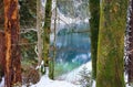 Colorful lake with bright green and blue water, tree trunks and snow. Beautiful winter scenery in Alpensee, Schwangau village