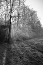 Beautiful winter scenery with fog forest nude trees and frozen field background Royalty Free Stock Photo