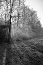 Beautiful winter scenery with fog forest nude trees and frozen field background Royalty Free Stock Photo