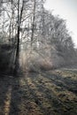 Beautiful winter scenery with fog forest nude trees and frozen field background Royalty Free Stock Photo