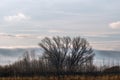 Beautiful winter scenery of foggy farmland at early morning at sunrise. Grassland with trees in the foreground