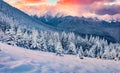 Gorgeous sunrise in the mountains. Fresh snow covered slopes and fir trees in Carpathian mountains, Ukraine