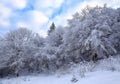 A beautiful winter scenery with sky covered with clouds, with forest trees covered with interesting, frosty textured snow.