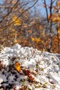 Beautiful winter scenery, snow on the branch, yellow leaves in the woods