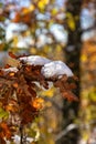 Beautiful winter scenery, snow on the branch, yellow leaves in the woods