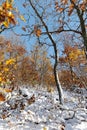 Beautiful winter scenery, snow on the branch, yellow leaves in the woods