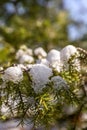 Beautiful winter scenery, snow on the branch, yellow leaves in the woods