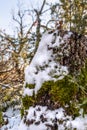 Beautiful winter scenery, snow on the branch, yellow leaves in the woods