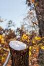 Beautiful winter scenery, snow on the branch, yellow leaves in the woods