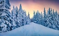 Spectacular sunrise in mountain forest. Superb winter scene of Carpathian mountains. Royalty Free Stock Photo