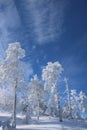 Winter scenery in the sunny day. Mountain landscapes. Trees covered with white snow, lawn and blue sky Royalty Free Stock Photo