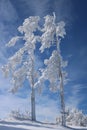 Winter scenery in the sunny day. Mountain landscapes. Trees covered with white snow, lawn and blue sky Royalty Free Stock Photo