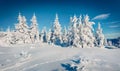 Beautiful winter scenery. White fir trees on the top of Carpathian mountains, Ukraine, Europe.