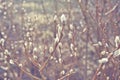 Beautiful winter season specific photograph. Small branches and white flowers. Lovely lights and colors. Winter environment. Detai