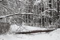Beautiful winter snow-covered forest. The fallen tree blocked the way Royalty Free Stock Photo