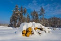 Beautiful winter snowbound forest with heap of tree log Royalty Free Stock Photo