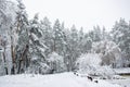 Beautiful winter snowy alley in city park. Trees covered with fresh snow Royalty Free Stock Photo