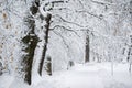 Beautiful winter snowy alley in city park. Trees covered with fresh snow Royalty Free Stock Photo