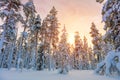 Beautiful Winter Sundown in Northern Forest Royalty Free Stock Photo