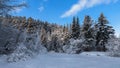 Beautiful winter sunny day,trees in the snow. Royalty Free Stock Photo