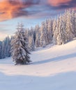 Beautiful winter sunrise in mountain forest. Royalty Free Stock Photo