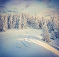 Beautiful winter sunrise in mountain forest. Royalty Free Stock Photo