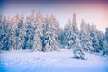 Beautiful winter sunrise in mountain forest. Royalty Free Stock Photo