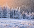 Beautiful winter sunrise in mountain forest. Royalty Free Stock Photo