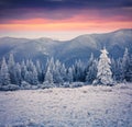 Beautiful winter sunrise in the mountain forest. Royalty Free Stock Photo