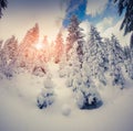 Beautiful winter sunrise in mountain forest. Royalty Free Stock Photo