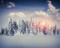 Beautiful winter sunrise in the mountain forest. Royalty Free Stock Photo
