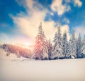 Beautiful winter sunrise in the mountain forest. Royalty Free Stock Photo