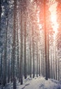 Beautiful winter sunrise in the mountain forest. Royalty Free Stock Photo