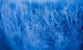 Beautiful winter sunrise scenery of frozen grass with ice crystals. Royalty Free Stock Photo