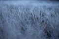 Beautiful winter sunrise scenery of frozen grass with ice crystals.