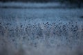 Beautiful winter sunrise scenery of frozen grass with ice crystals. Royalty Free Stock Photo