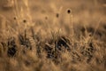 Beautiful winter sunrise scenery of frozen grass with ice crystals. Royalty Free Stock Photo