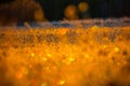 Beautiful winter sunrise scenery of frozen grass with ice crystals. Royalty Free Stock Photo