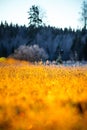 Beautiful winter sunrise scenery of frozen grass with ice crystals. Royalty Free Stock Photo