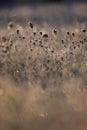 Beautiful winter sunrise scenery of frozen grass with ice crystals. Royalty Free Stock Photo