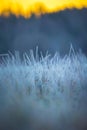 Beautiful winter sunrise scenery of frozen grass with ice crystals. Royalty Free Stock Photo