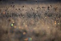 Beautiful winter sunrise scenery of frozen grass with ice crystals. Royalty Free Stock Photo