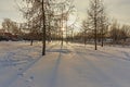 Beautiful winter sunset with larch trees in the snow Royalty Free Stock Photo