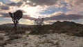 The beautiful winter sunset over the Joshua Tree National Park, California