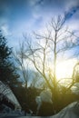 Beautiful winter sunset with trees in the snow Royalty Free Stock Photo