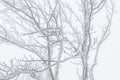 Beautiful winter trees branches covered with ice Royalty Free Stock Photo