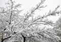 Beautiful winter trees branches with a lot of snow. Snow covered trees in winter.