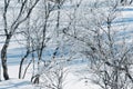 Beautiful winter trees covered frost, sparkling snow on branches at sunny winter day Royalty Free Stock Photo